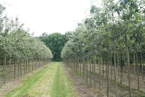 Sorbus intermedia 'Brouwers' 12-14 Hoogstam draadkluit 2 X verplant