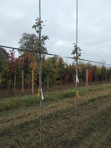 Sorbus intermedia 'Brouwers' 6-8 Hoogstam wortelgoed