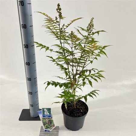 Sorbaria sorbif. 'Sem' 25-30 cm cont. 2,0L - afbeelding 1