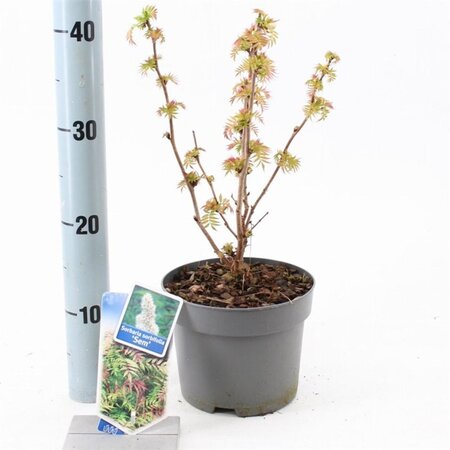 Sorbaria sorbif. 'Sem' 25-30 cm cont. 2,0L - afbeelding 2