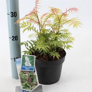 Sorbaria sorbif. 'Sem' 25-30 cm cont. 2,0L - afbeelding 3