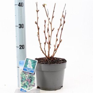Sorbaria sorbif. 'Sem' 25-30 cm cont. 2,0L - afbeelding 4
