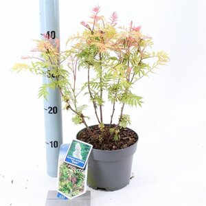 Sorbaria sorbif. 'Sem' 25-30 cm cont. 2,0L - afbeelding 5