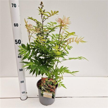 Sorbaria sorbif. 'Sem' 40-50 cm cont. 2,5L - afbeelding 1