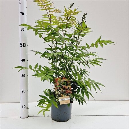 Sorbaria sorbif. 'Sem' 40-50 cm cont. 2,5L - afbeelding 2