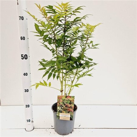 Sorbaria sorbif. 'Sem' 40-50 cm cont. 2,5L - afbeelding 3