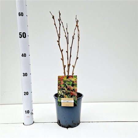 Sorbaria sorbif. 'Sem' 40-50 cm cont. 2,5L - afbeelding 4