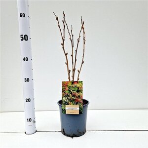 Sorbaria sorbif. 'Sem' 40-50 cm cont. 2,5L - afbeelding 4