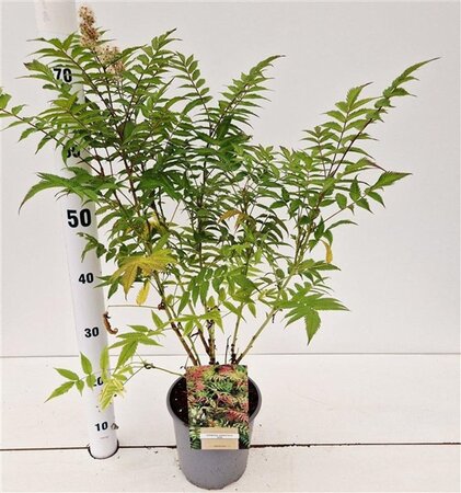 Sorbaria sorbif. 'Sem' 40-50 cm cont. 2,5L - afbeelding 5