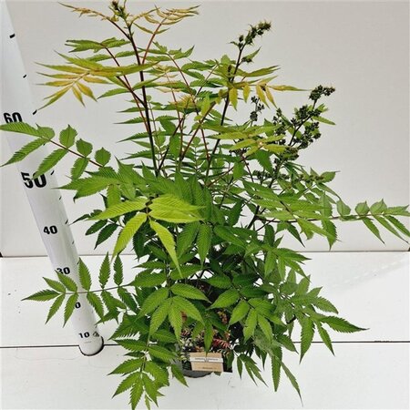 Sorbaria sorbif. 'Sem' 40-50 cm cont. 2,5L - afbeelding 6