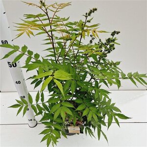 Sorbaria sorbif. 'Sem' 40-50 cm cont. 2,5L - afbeelding 6