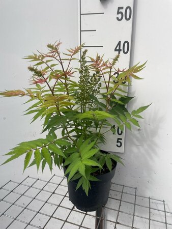 Sorbaria sorbif. 'Sem' geen maat specificatie cont. 3,0L