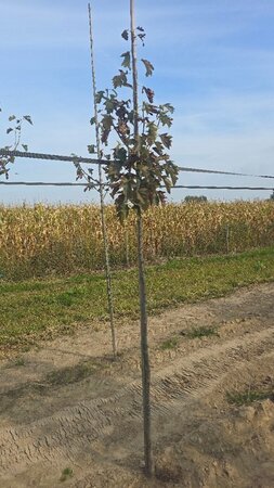 Sorbus torminalis 6-8 Hoogstam wortelgoed - afbeelding 1