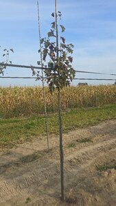 Sorbus torminalis 6-8 Hoogstam wortelgoed - afbeelding 1