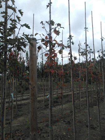 Sorbus torminalis 6-8 Hoogstam wortelgoed - afbeelding 3