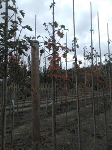 Sorbus torminalis 6-8 Hoogstam wortelgoed - afbeelding 3