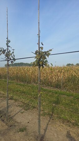 Sorbus torminalis 8-10 Hoogstam wortelgoed - afbeelding 1