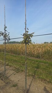 Sorbus torminalis 8-10 Hoogstam wortelgoed - afbeelding 1