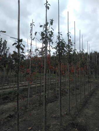 Sorbus torminalis 8-10 Hoogstam wortelgoed - afbeelding 2