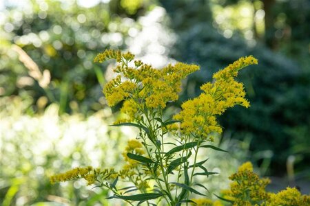 Solidago virgaurea geen maat specificatie 0,55L/P9cm