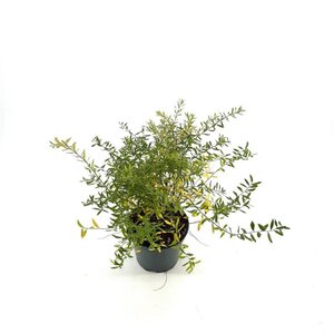 Spiraea arguta 30-40 cm cont. 3,0L