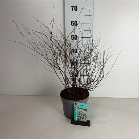 Spiraea arguta 40-50 cm cont. 3,5L