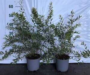 Spiraea arguta 40-60 cm cont. 2,0L - afbeelding 1