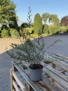 Spiraea arguta 40-60 cm cont. 2,0L - afbeelding 2