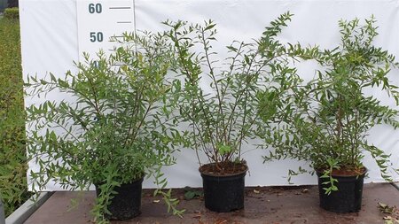 Spiraea arguta 40-60 cm cont. 2,0L - afbeelding 3