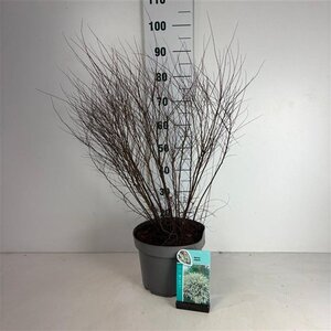 Spiraea arguta 60-80 cm cont. 10L - afbeelding 3