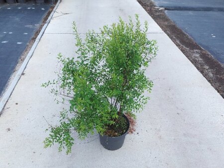 Spiraea arguta 60-80 cm cont. 10L - afbeelding 3