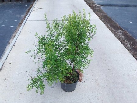 Spiraea arguta 60-80 cm cont. 10L - afbeelding 1