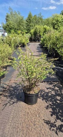 Spiraea arguta 60-80 cm cont. 10L - afbeelding 2