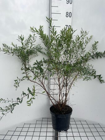 Spiraea arguta 60-80 cm cont. 3,0L