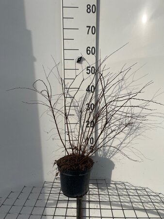 Spiraea arguta 60-80 cm cont. 3,0L - afbeelding 2