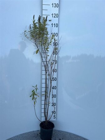 Spiraea billardii 80-100 cm cont. 2,0L