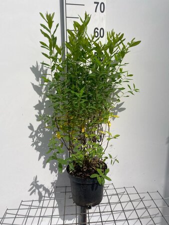 Spiraea billardii geen maat specificatie cont. 3,0L - afbeelding 1