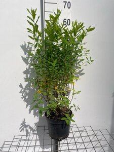 Spiraea billardii geen maat specificatie cont. 3,0L - afbeelding 1