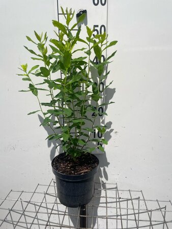 Spiraea billardii geen maat specificatie cont. 3,0L - afbeelding 2