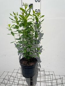 Spiraea billardii geen maat specificatie cont. 3,0L - afbeelding 2