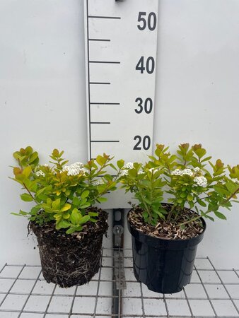 Spiraea betulifolia 'Tor Gold' geen maat specificatie cont. 3,0L - afbeelding 2