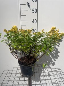 Spiraea betulifolia 'Tor Gold' geen maat specificatie cont. 3,0L - afbeelding 1
