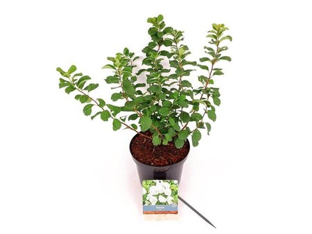 Spiraea betulifolia 'Tor' 25-30 cm cont. 3,0L