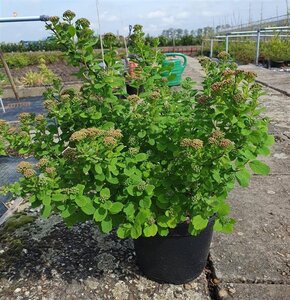 Spiraea betulifolia 'Tor' 25-30 cm cont. 3,0L