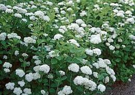 Spiraea betulifolia 'Tor' 30-40 cm cont. 3,0L - afbeelding 1