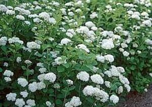 Spiraea betulifolia 'Tor' 30-40 cm cont. 3,0L - afbeelding 1