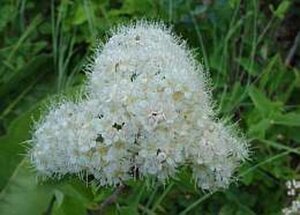 Spiraea betulifolia 'Tor' 30-40 cm cont. 3,0L - afbeelding 3