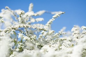 Spiraea cinerea 'Grefsheim' 40-60 cm cont. 3,0L - afbeelding 2
