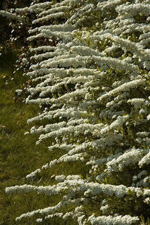 Spiraea cinerea 'Grefsheim' 40-60 cm cont. 3,0L - afbeelding 5