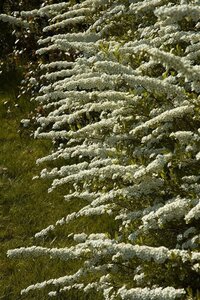 Spiraea cinerea 'Grefsheim' 40-60 cm cont. 3,0L - afbeelding 5